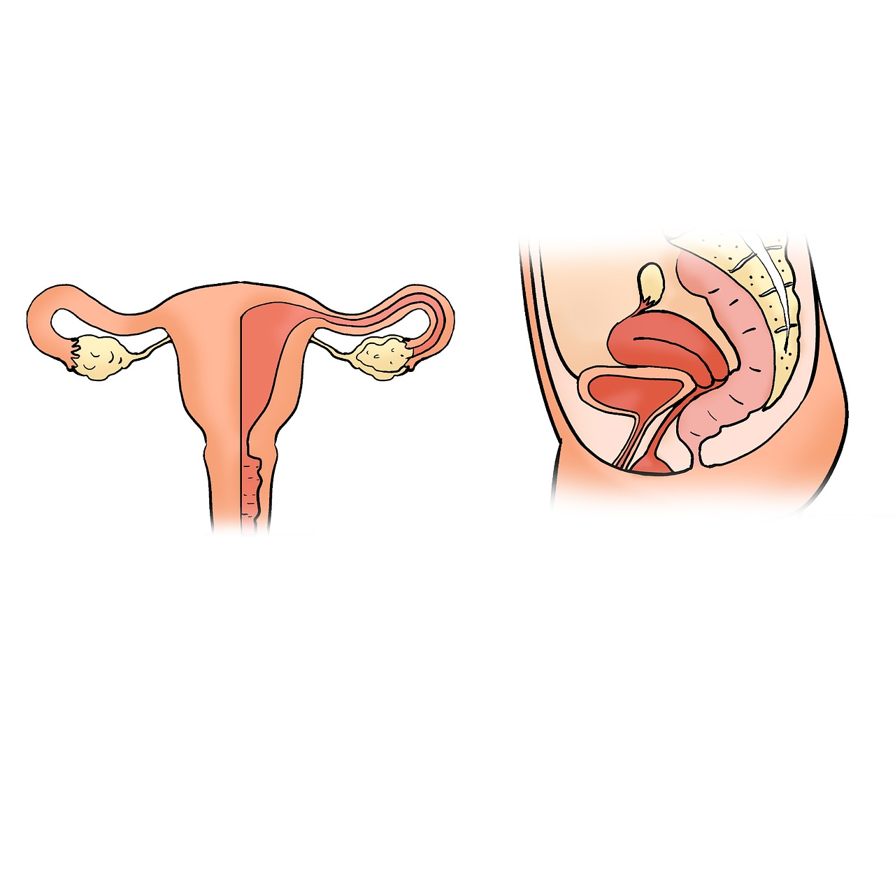 the-uterus-2947707_1280